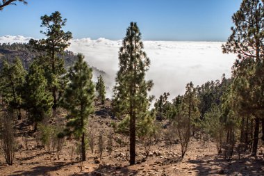Bulutlarda Kanarya çam
