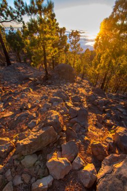 Çam ağacı ormanında gün batımı