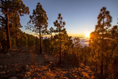 Günbatımı puslu çam ağacı orman üzerinde