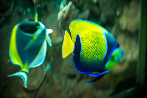 Peces en el acuario — Foto de Stock