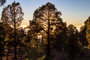 Çam ormanında gün doğumu