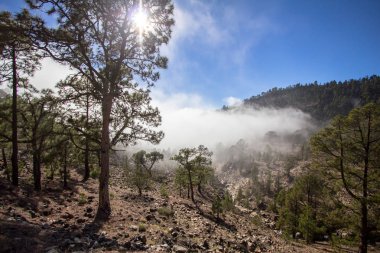 Bulutlarda Kanarya çam