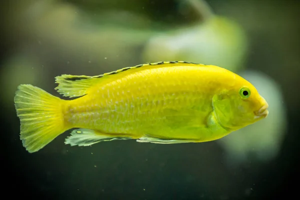 Ryby w akwarium — Zdjęcie stockowe