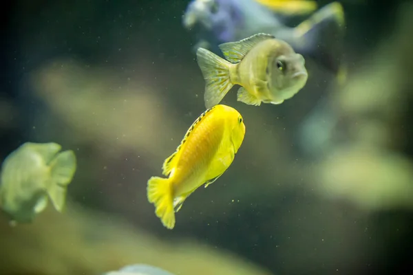 Peixes em aquário — Fotografia de Stock