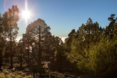 Tenerife çam ormanı içinde yüksek bulutlar