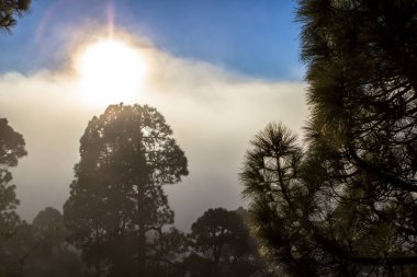 Tenerife çam ormanı içinde yüksek bulutlar