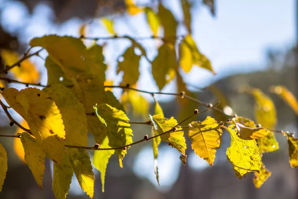 Gelbe Blätter an den Zweigen — Stockfoto