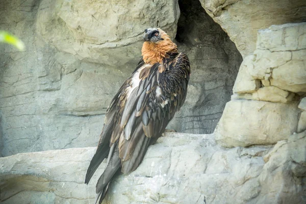 The griffon vulture — Stock Photo, Image