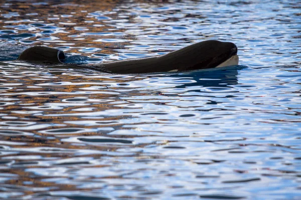 Die orcas show im loro parque — Stockfoto