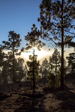 Günbatımı puslu çam ağacı orman üzerinde