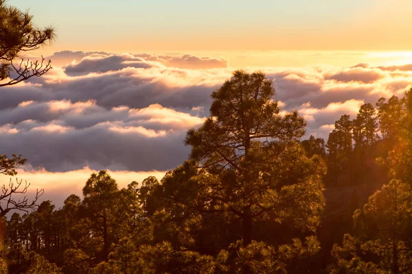 Sunset seen from the forest above clouds