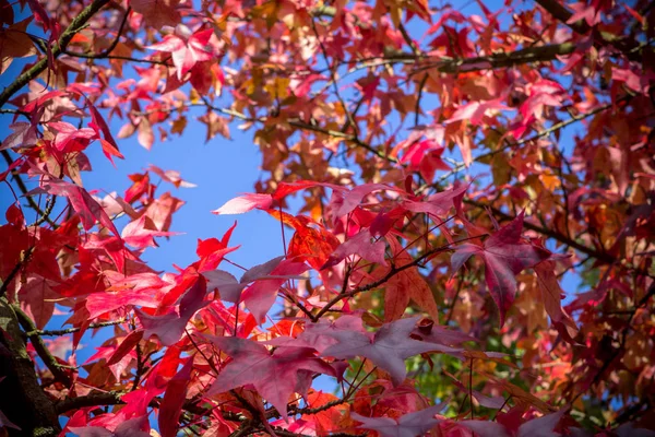 Las hojas de otoño —  Fotos de Stock