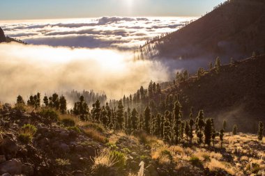 Sis kaplı ağaçlar orman