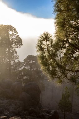 Tenerife çam ormanı içinde yüksek bulutlar