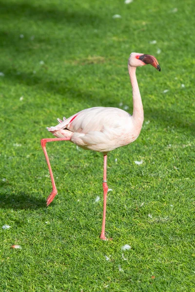 The pink flamingo — Stock Photo, Image