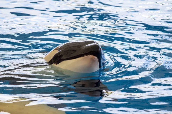 Orcas шоу в Loro Parque — стокове фото