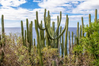 Kaktüs Tenerife, İspanya