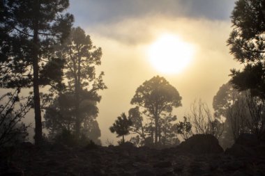 Günbatımı puslu çam ağacı orman üzerinde