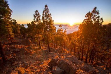 Günbatımı ormandaki bulutlar üzerinde