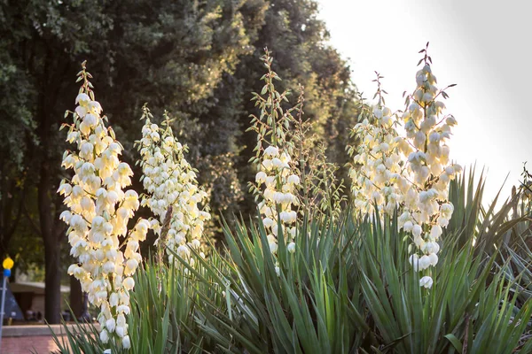 White flowers in a city park of Florence, Italy — Stock Photo, Image