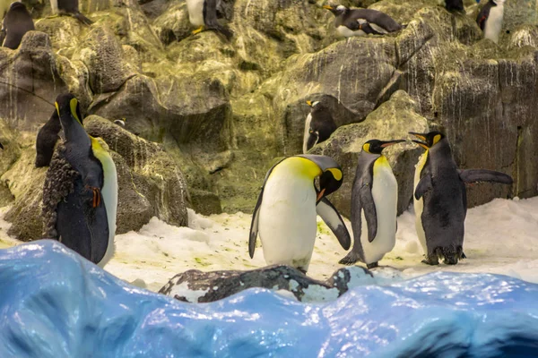 Pingüinos en la naturaleza — Foto de Stock