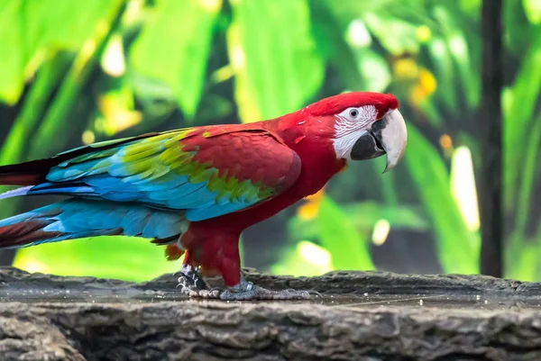Papuga Ara kolorowy — Zdjęcie stockowe