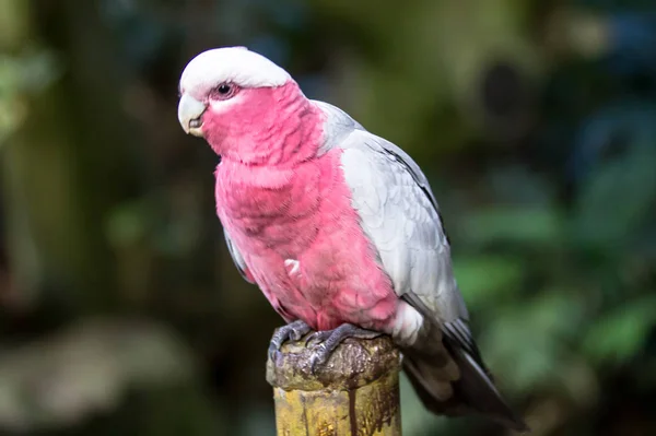 桃红鹦鹉鹦鹉。桃红鹦鹉鹦鹉 （一种鹦鹉) — 图库照片