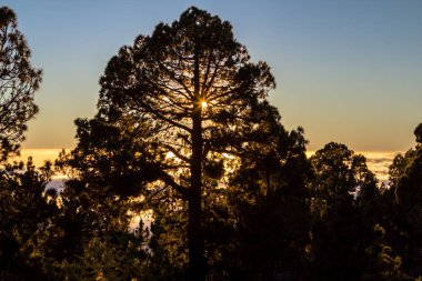 Çam ormanında gün doğumu