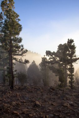 Günbatımı puslu çam ağacı orman üzerinde