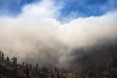 Tenerife çam ormanı içinde yüksek bulutlar