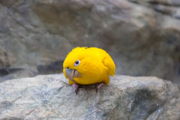 O canário amarelo — Fotografia de Stock