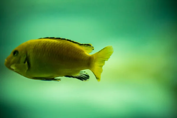 Peixes em aquário — Fotografia de Stock