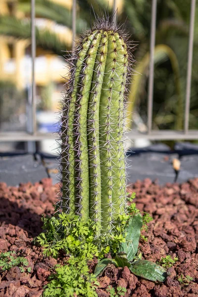 Kaktus na Tenerife, Španělsko — Stock fotografie