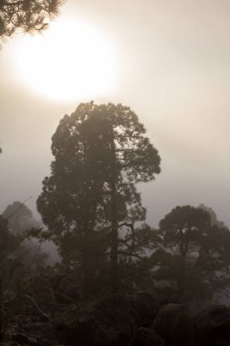 Günbatımı puslu çam ağacı orman üzerinde