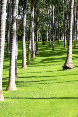 palmiye ağaçları orman 