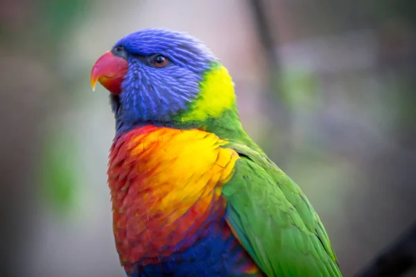 Der Regenbogenlorikeet — Stockfoto