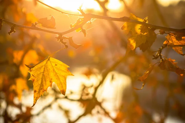 太陽の背景にツリー ブランチ — ストック写真