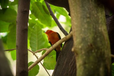 Şakrak kuşu Sitiing dalı