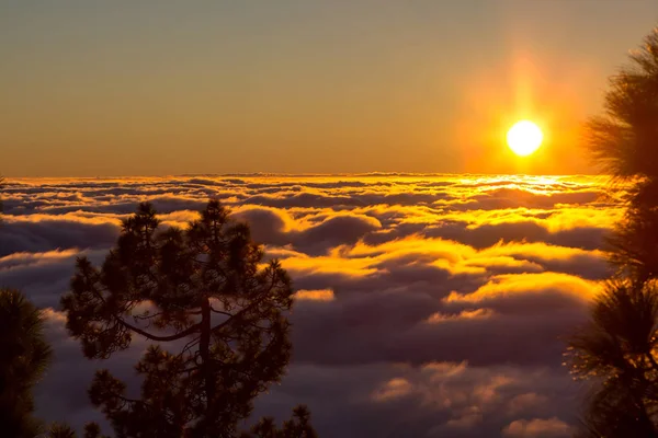 Sonnenuntergang über nebligem Kiefernwald — Stockfoto