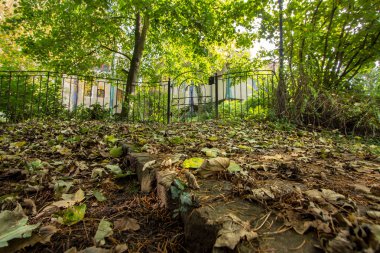 Güzel altın sonbahar manzarası