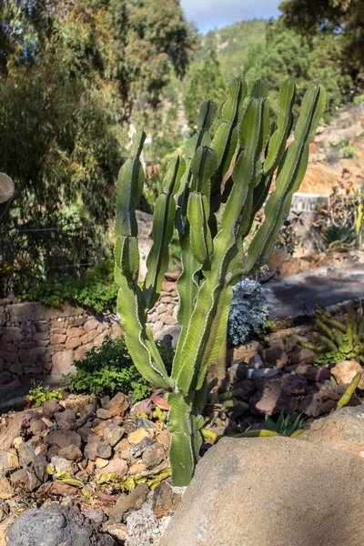 Cactus en Tenerife, España — Foto de Stock