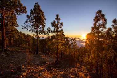 Günbatımı puslu çam ağacı orman üzerinde