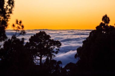 Günbatımı siluet çam ağaçlarının ile bulutların üstünde