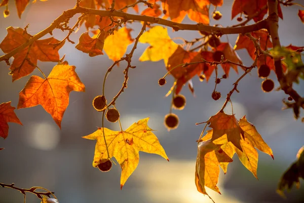 太陽の背景にツリー ブランチ — ストック写真