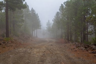 Çam ormanı bulutlarda