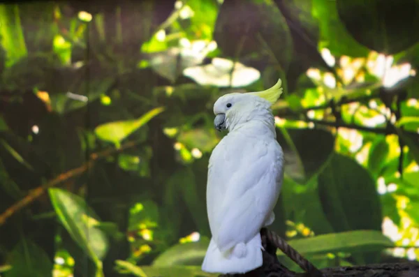 Kükürt tepeli kakadu — Stok fotoğraf