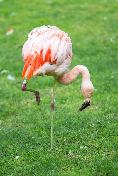 The Pink flamingo — Stock Photo, Image