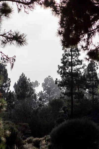 Nubes altas sobre bosque de pinos en Tenerife — Foto de Stock