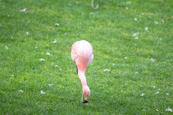 The pink flamingo — Stock Photo, Image