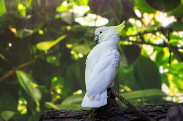 Sulphur-crested Cockatoo — Stock Photo, Image